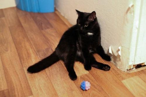 Как замаскировать поцарапанные обои. Как замаскировать ободранные обои