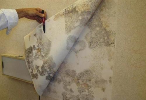 Клеим новые бумажные обои поверх старых. Как поклеить новые обои на старые: Преимущества и недостатки в поклейке на стену- Выбор +Видео 08