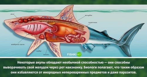Интересные факты обо всем. Интересные факты - новые посты